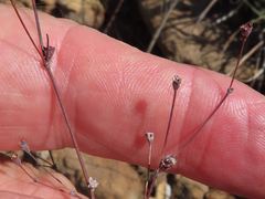 Eriogonum tenellum
