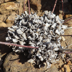 Eriogonum tenellum
