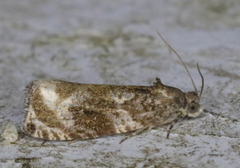 Olethreutes appendiceum