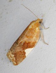 Clepsis persicana