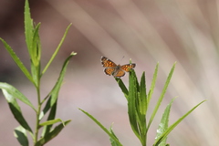 Emesis phyciodoides
