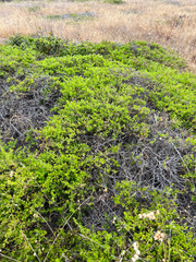 Baccharis pilularis pilularis