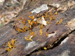 Calocera sinensis