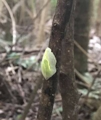 Gaeotis nigrolineata