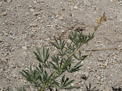 Lupinus hyacinthinus