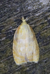 Acleris curvalana