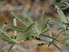 Lupinus hyacinthinus