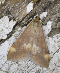 Pyrausta nicalis