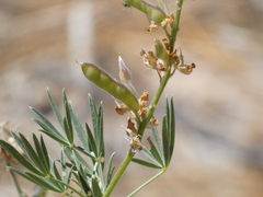 Lupinus hyacinthinus
