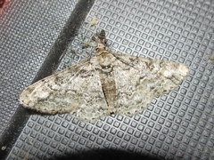 Cleora sublunaria