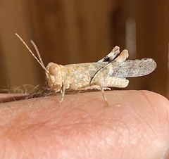 Trimerotropis pseudofasciata