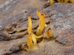 Calocera sinensis