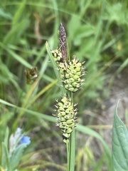 Carex raynoldsii