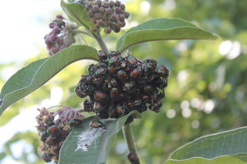 Japanese beetle
