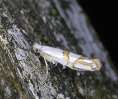 Argyresthia oreasella