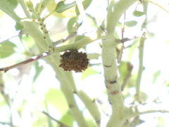 Asphondylia ceanothi