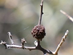 Asphondylia ceanothi