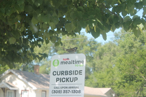 House Sparrow photographed in Illinois