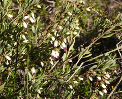 Conostephium pendulum