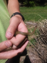 Coluber constrictor mormon