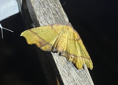 Plagodis phlogosaria