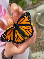 Danaus plexippus