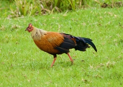 Gallus lafayettii