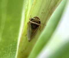 Aphrodes makarovi