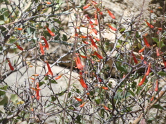 Penstemon rostriflorus