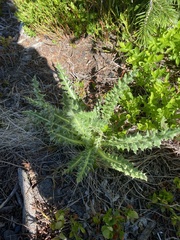 Cirsium scopulorum