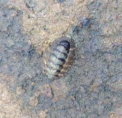 Acanthopleura