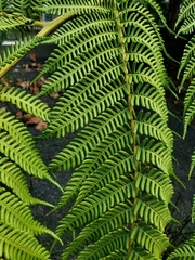 Cyathea cooperi