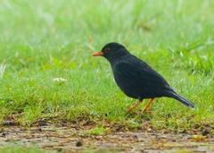 Turdus simillimus