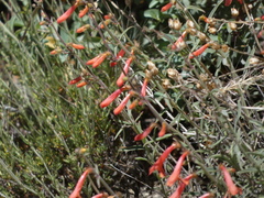 Penstemon rostriflorus