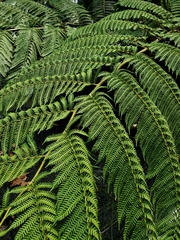 Cyathea cooperi