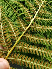 Cyathea cooperi