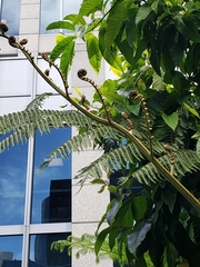 Cyathea cooperi