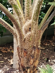 Cyathea cooperi