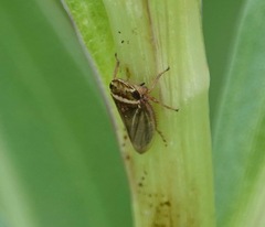 Aphrodes makarovi