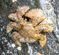 Hapalogaster cavicauda