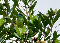 Psilopogon flavifrons