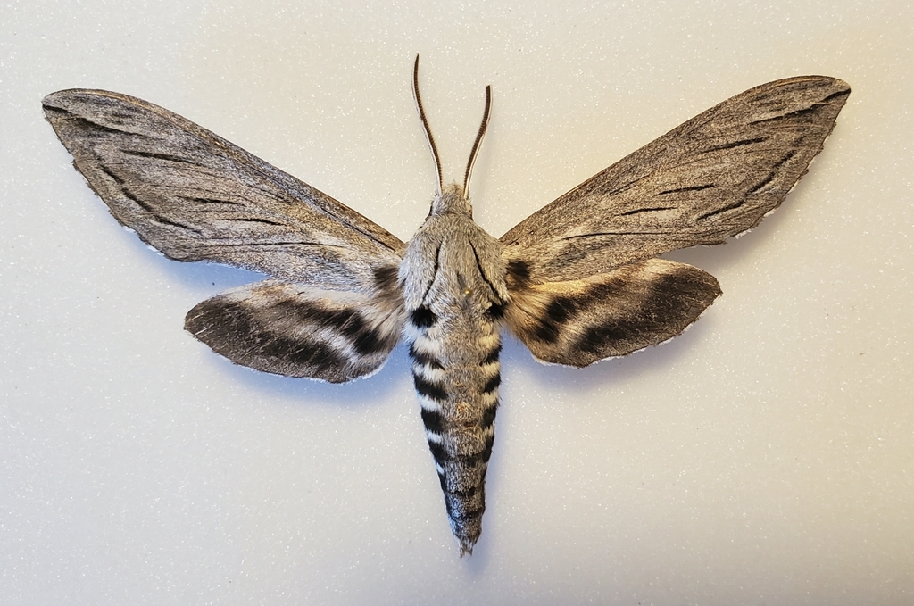 Great Ash Sphinx