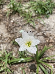 Zephyranthes simpsonii