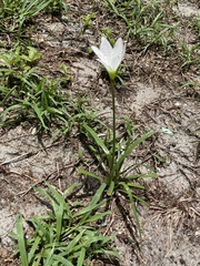 Zephyranthes simpsonii