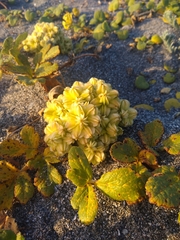 Glehnia