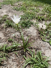 Zephyranthes simpsonii