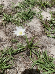 Zephyranthes simpsonii