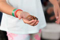 Elassochirus tenuimanus