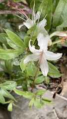 Rhododendron arborescens