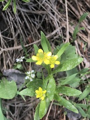 Ranunculus inamoenus